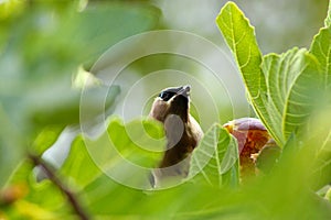 Waxwing Bandit Bird Eating Fig 10