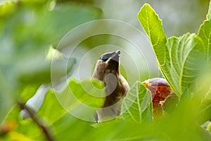 Waxwing Bandit Bird Eating Fig 11