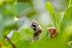 Waxwing Bandit Bird Eating Fig 12