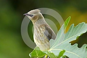 Waxwing Bandit Bird with Fig Leaf 06