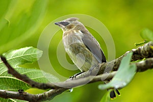 Waxwing Bandit Bird in Fig Tree 11