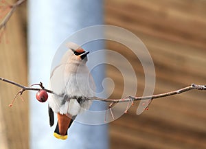 Waxwing with berry