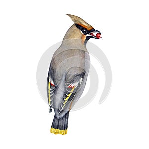 Waxwing bird eating berry watercolor illustration. Bombycilla garrulus avian. Hand drawn realistic detailed waxwing