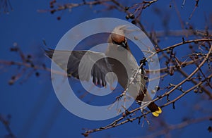 Waxwing bird flapping its wings in the spring city and blue sky background