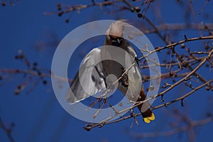 Waxwing bird flapping its wings in the spring city and blue sky background