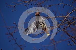 Waxwing bird flapping its wings in the spring city and blue sky background