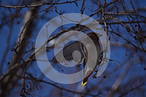 Waxwing bird flapping its wings in the spring forest and blue sky background