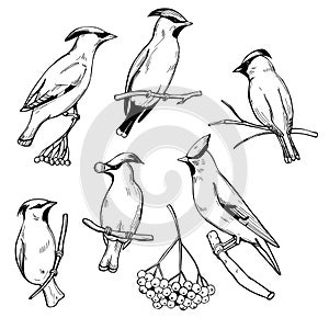 Waxwing birds.Vector  illustration
