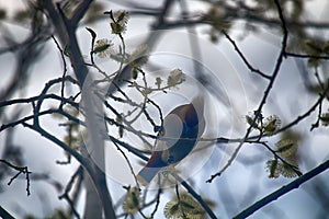 The Waxwing (Bombycilla garrulus