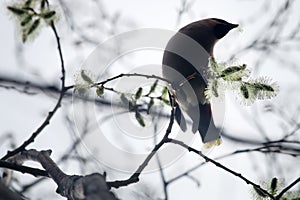 The Waxwing (Bombycilla garrulus