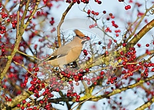 Waxwing (Bombycilla garrulus) photo