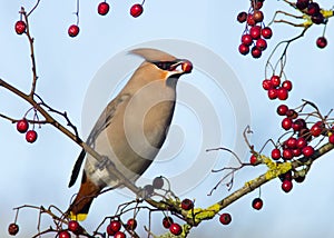 Waxwing (Bombycilla garrulus) photo