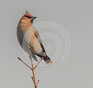 Waxwing (Bombycilla garrulus)