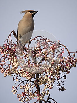 Waxwing, Bombycilla garrulus