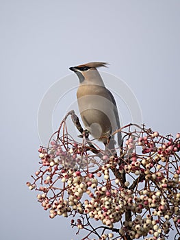 Waxwing, Bombycilla garrulus