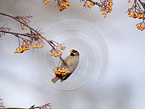 Waxwing, Bombycilla garrulus