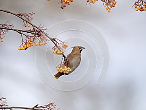 Waxwing, Bombycilla garrulus