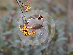 Waxwing, Bombycilla garrulus