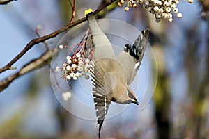 Waxwing, Bombycilla garrulus