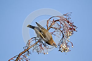 Waxwing, Bombycilla garrulus