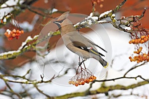 Waxwing, Bombycilla garrulus