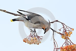 Waxwing, Bombycilla garrulus