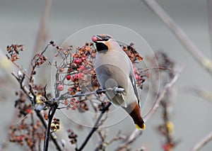 Waxwing, Bombycilla garrulus