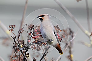 Waxwing, Bombycilla garrulus