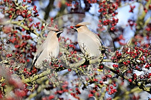 Waxwing, Bombycilla garrulus