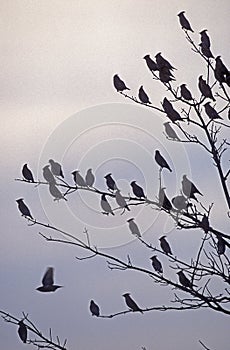 Waxwing, Bombycilla garrulus