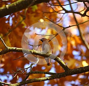 Waxwing, Bombycilla garrulus on the branch