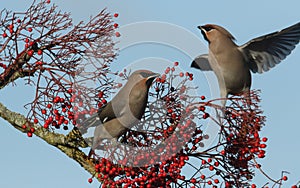 Waxwing Bombycilla garrulus feeding on rowan berries.