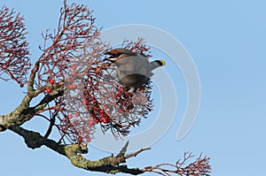 Waxwing Bombycilla garrulus feeding on rowan berries.