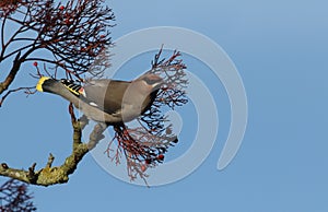 Waxwing Bombycilla garrulus feeding on rowan berries.