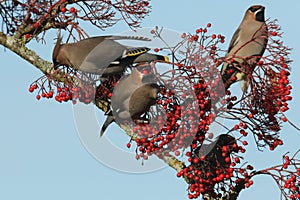 Waxwing Bombycilla garrulus feeding on rowan berries.