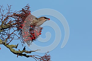 Waxwing Bombycilla garrulus feeding on rowan berries.