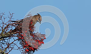 Waxwing Bombycilla garrulus feeding on rowan berries.