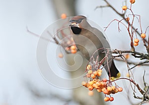 A Waxwing (Bombycilla garrulus) feeding on Rowan tree berries. An autumn winter visitor to the United Kingdom.