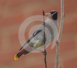 Waxwing (Bombycilla garrulus) on Perch