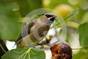 Waxwing on Branch with Fig 03