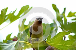 Waxwing on Branch with Fig 04