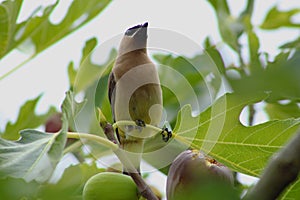 Waxwing on Branch with Fig 09