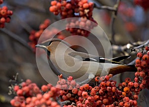 Waxwing on branch of mountain ash