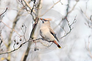 Waxwing on branches without leaves