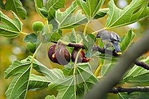 Waxwing with Brown Figs 06