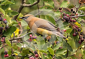 Waxwing chomping on plums