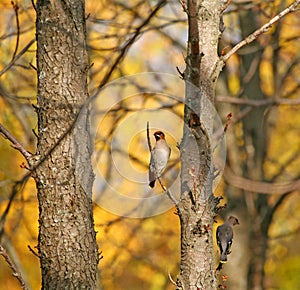 Waxwing, a couple Bombycilla garrulus on the branch