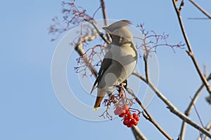 Waxwing eat rowan berries