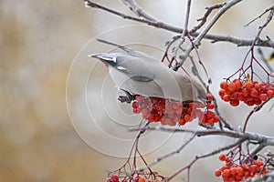 Waxwing eat rowan berries