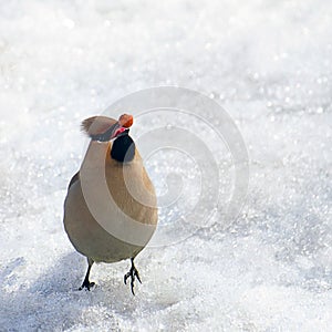 A waxwing eating an apple or a berry in the glowing snow